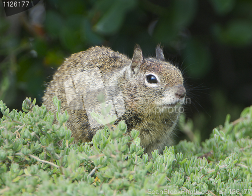 Image of California Ground Squirrel