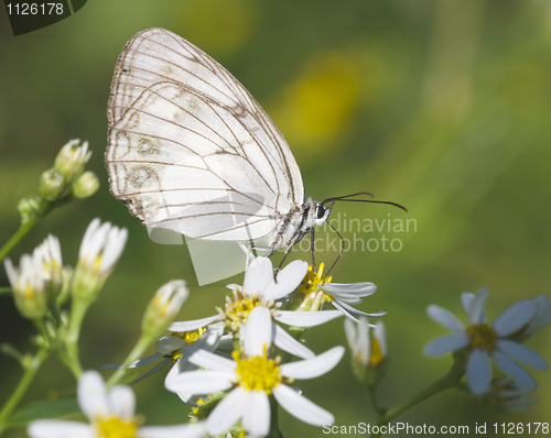 Image of White Skipper Butterfly