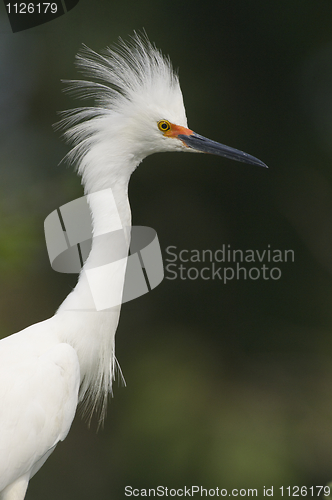 Image of Snowy Egret, Egretta thula