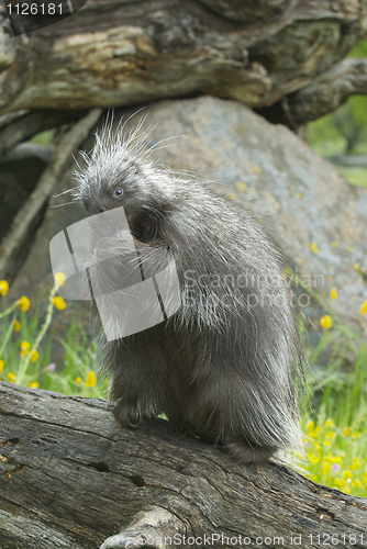 Image of Porcupine eating on log