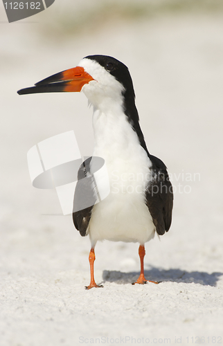 Image of Black Skimmer, Rynchops niger