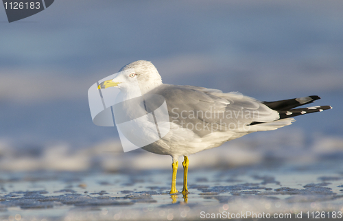 Image of Herring Gull, Larus delawarensis argentatus