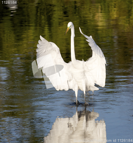 Image of Great Egret, Ardea alba