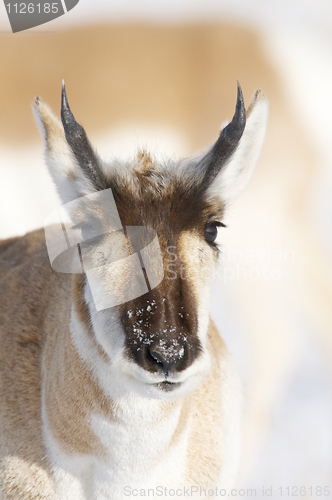 Image of Pronghorn