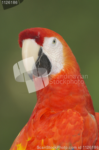 Image of Macaw, Ara severa