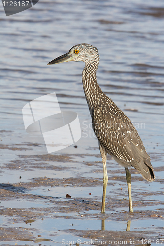 Image of Adult Yellow-crowned Night Heron, Nyctanassa violacea