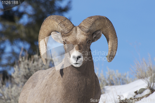 Image of Bighorn Sheep