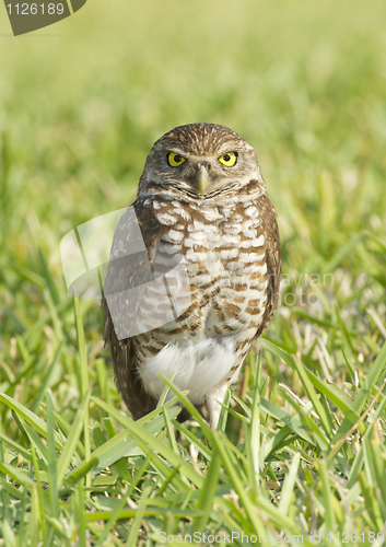 Image of Burrowing Owl, Athene cunicularia