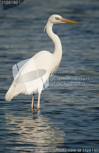 Image of Great Blue Heron, Ardea herodias