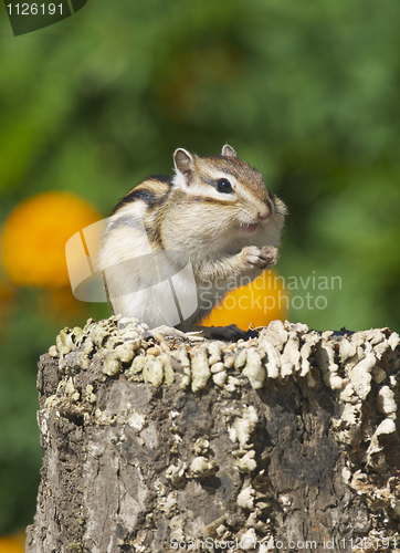 Image of Siberian Chipmunk