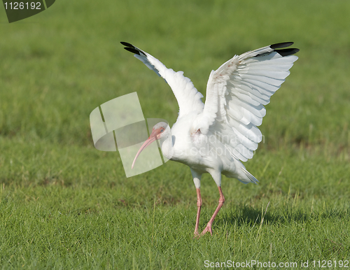 Image of White Ibis, Eudocimus albus