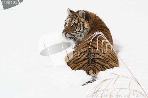 Image of Amur Tiger