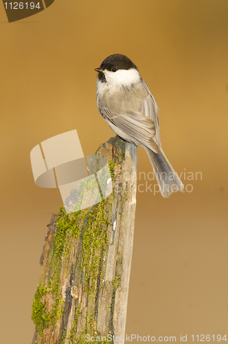 Image of Willow Tit, Parus montanus