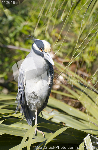 Image of Adult Yellow-crowned Night Heron, Nyctanassa violacea