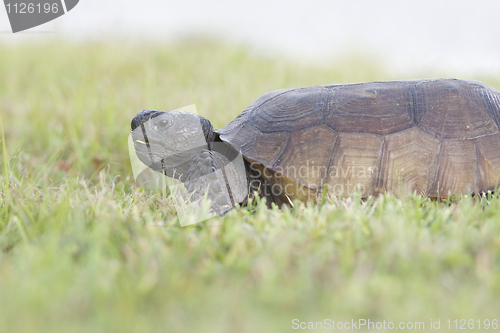 Image of Endangered Gopher Turtle or Tortoise 