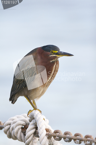 Image of Green Heron, Butorides virescens