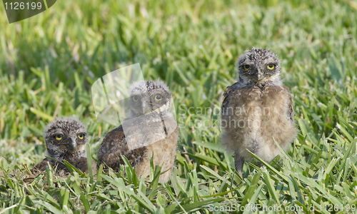 Image of Burrowing Owl, Athene cunicularia