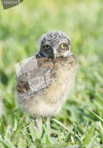 Image of Burrowing Owl, Athene cunicularia