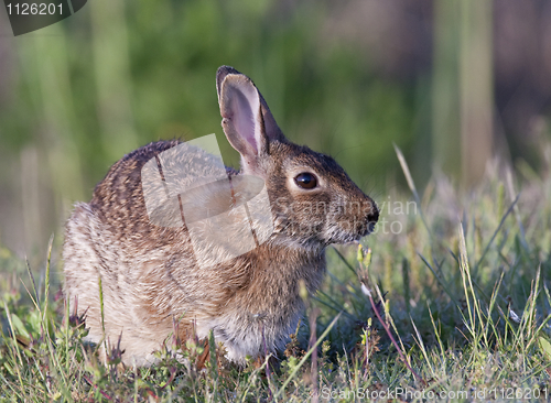 Image of Eastern Cottontail