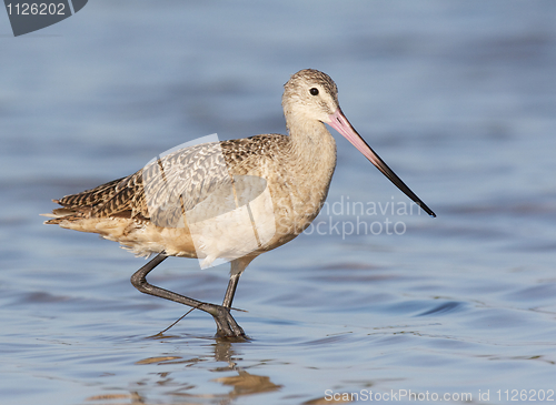 Image of Marbled Godwit, Limosa fedoa