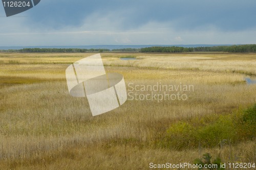 Image of Marsh or Open Wetland