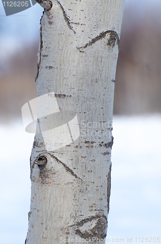 Image of Bark of the Poplar Tree