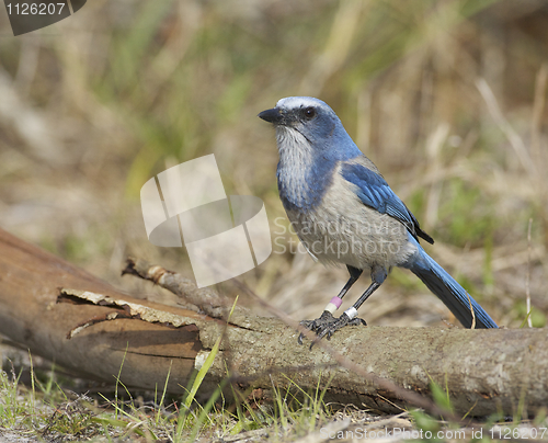 Image of Endangered Scrub Jay