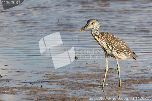 Image of Adult Yellow-crowned Night Heron, Nyctanassa violacea