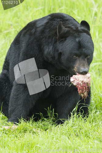 Image of Black Bear