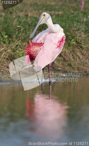 Image of Roseate Spoonbill, Platalea ajaja