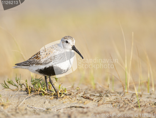 Image of Black-bellied Plover, Pluvialis squatorola