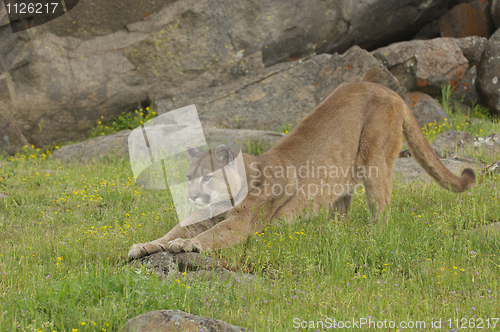 Image of Mountain Lion