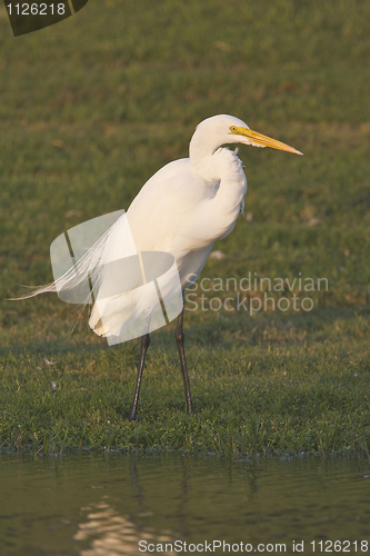 Image of Great Egret, Ardea alba