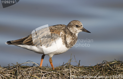 Image of Ruddy Turnstone, Arenaria interpres