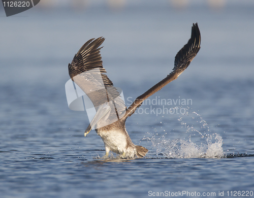 Image of Brown Pelican, Pelecanus occidentalis