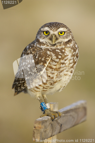 Image of Burrowing Owl, Athene cunicularia