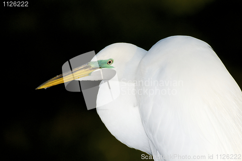 Image of Great Egret, Ardea alba