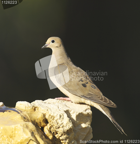 Image of Mourning Dove, Zenaida macroura