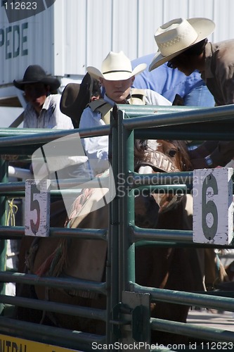 Image of Saddle Bronc