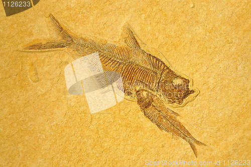 Image of Skeletons Fishes