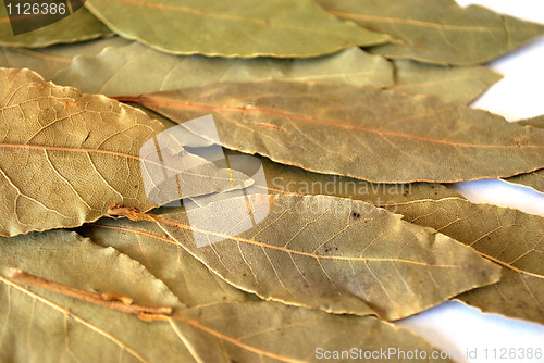 Image of bay leaf