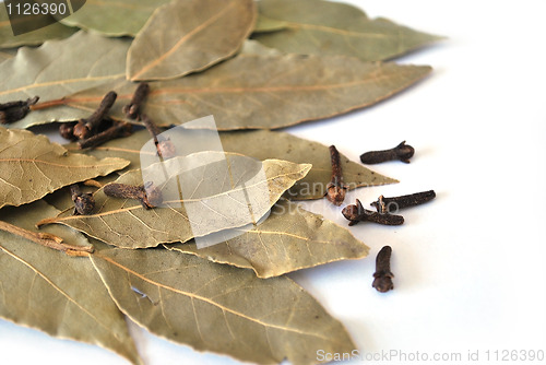 Image of bay leaf