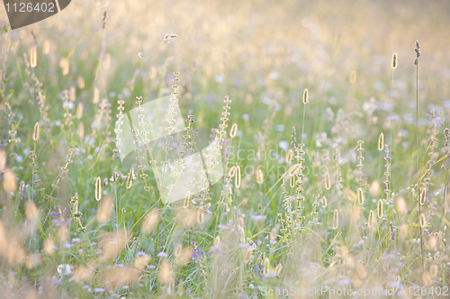 Image of Tall grass in summer sunshine
