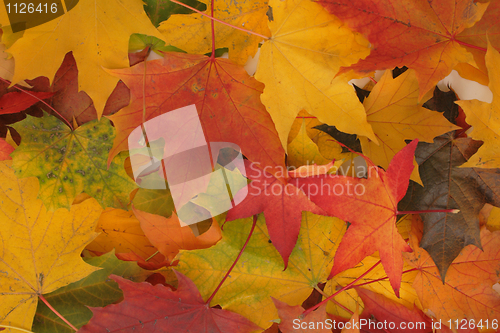 Image of autumn leaves