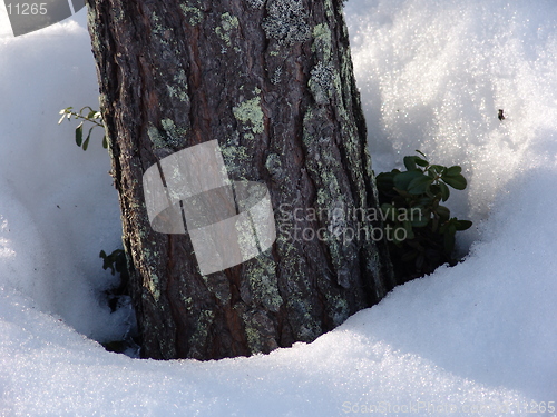 Image of Pine-tree