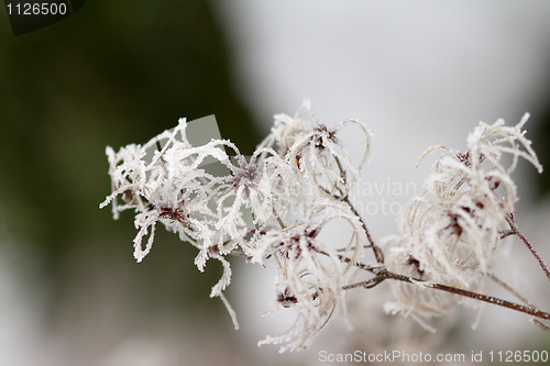 Image of Icy branch