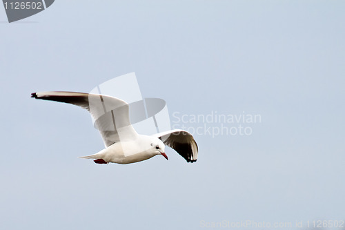 Image of Seagull