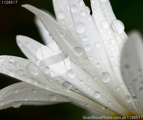 Image of Drops.