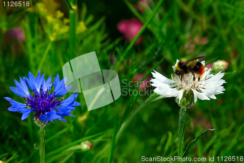 Image of Working bumblebee.