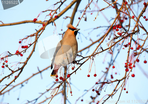 Image of Waxwing.
